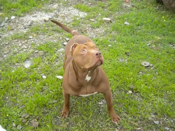 Cachorros de American Pitbull Red Noise