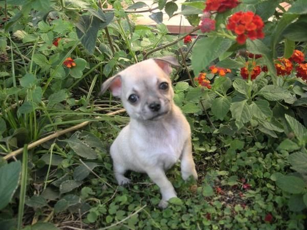 Chihuahua hembrita color platino, glamour y pedigree