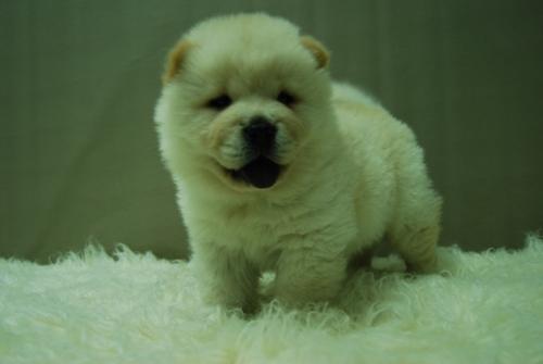 CHOW CHOW EN COLOR BLANCO Y ROJO EJEMPLARES DE GRAN CALIDAD