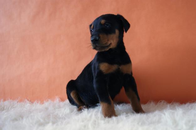 Doberman , machos & hembras disponibles cachorros criados por nosotros