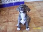 Vendo pitbull - mejor precio | unprecio.es