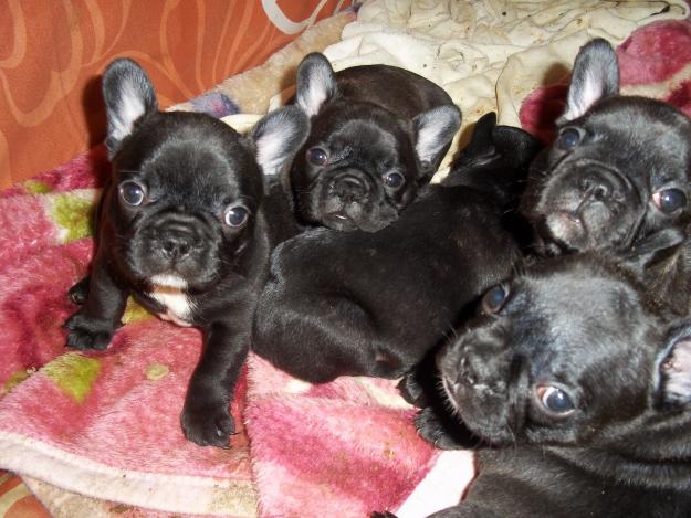 vendo preciosos cachorros de bulldog frances