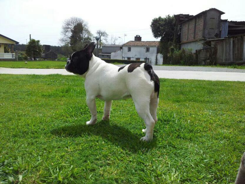 Bulldog francés para montas