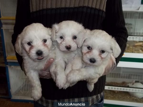 Bichon Maltes machos y hembras a 315  euros