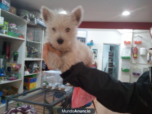 CACHORRITOS DE WESTY, EXCELENTES 350 EUROS