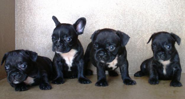 CACHORROS BULLDOG FRANCES, 350€