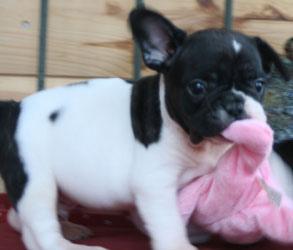 CACHORROS DE BULLDOG FRANCES CON GARANTIA CONGENITA