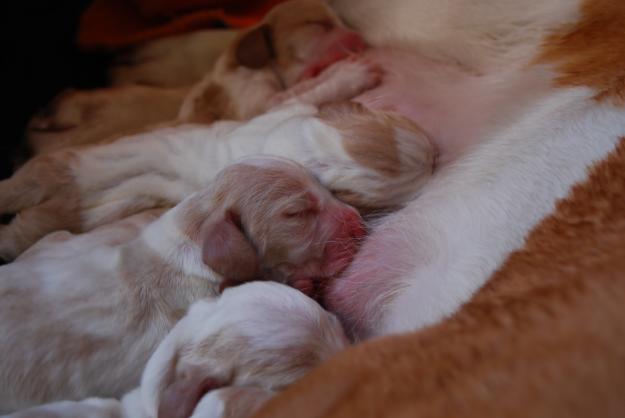 EXCELENTE CAMADA DE BASSET HOUND