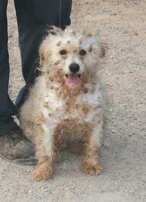 ITO, perro bolita de pelo