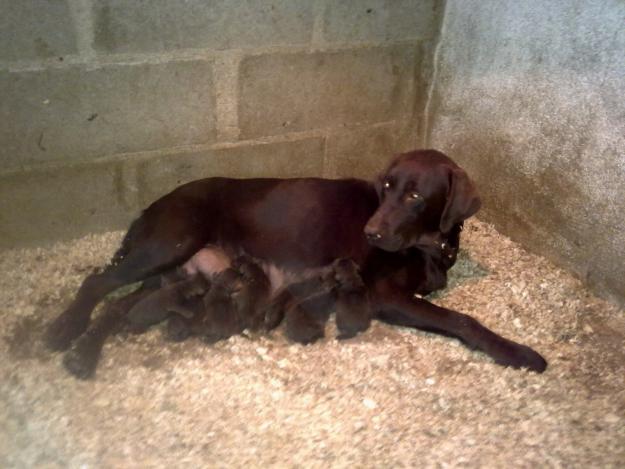 labradores