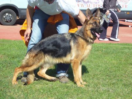 VENTA DE CACHORROS DE PASTOR ALEMÁN