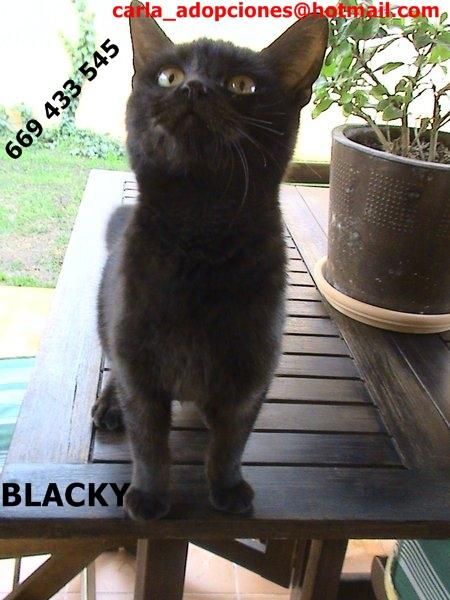 ADOPTA A BLACKY