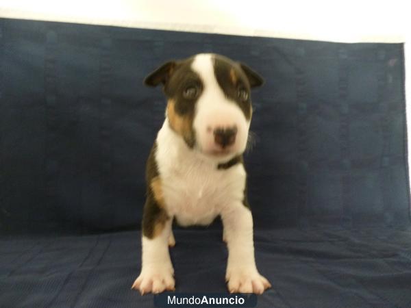 Bull terrier miniatura de gran calidad