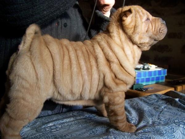 El mejor regalo para San Valentín: Un Shar-Pei