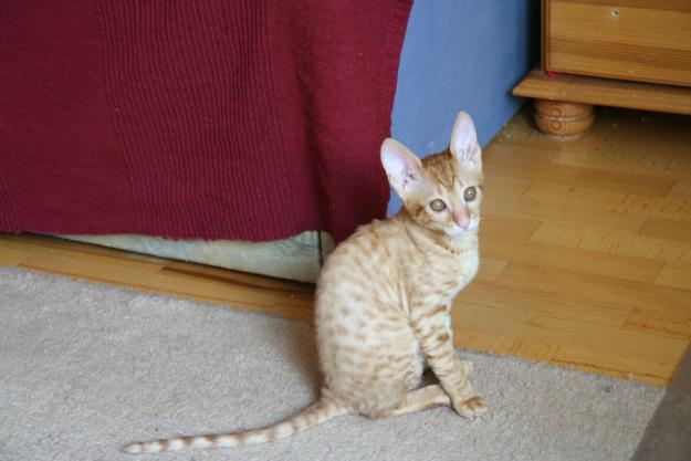 Gatitos cornish-rex