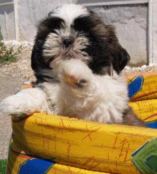 Los mejores cachorros de Shih tzu