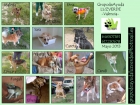 Perros en adopcion - mejor precio | unprecio.es