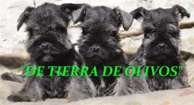 schnauzer miniatura cachorros sal y pimienta