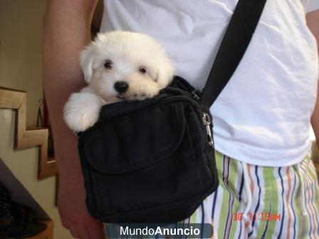 VENDO CACHORROS BICHON MALTES CON PEDIGRI