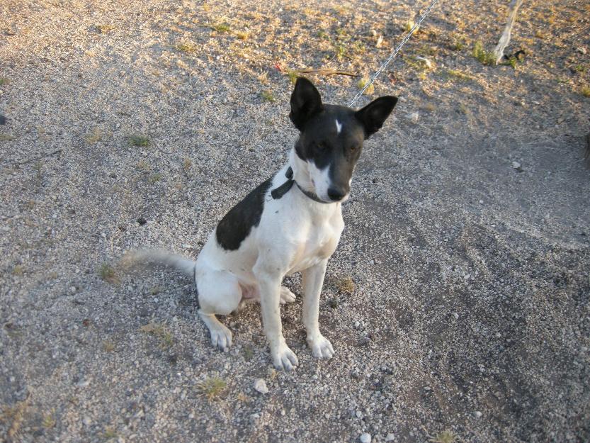 Bodeguero en adopción