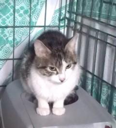 Gato en adopción (Chiquitina y sus cachorros)