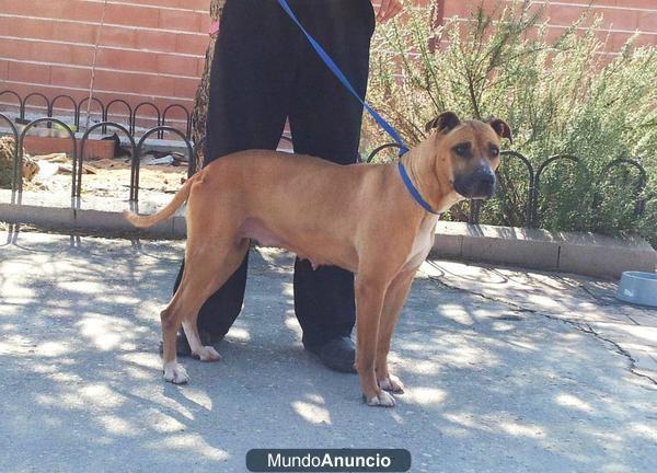 Kira, mestiza de 4 años en adopción