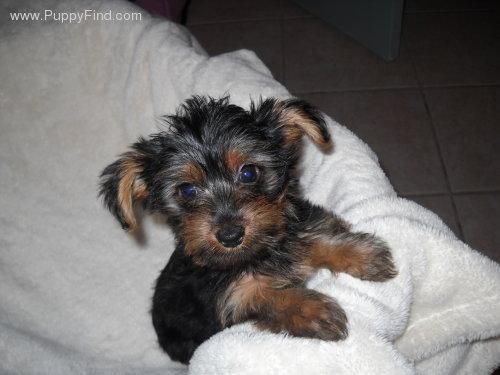 150eur- YORKSHIRE TERRIER PRECIOSOS CACHORROS DE PURA RAZA TAMANO-TOY