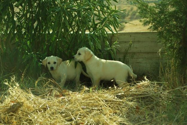 Cachorros de Labrador retriever en madrid , con loe , VEN A VERLOS