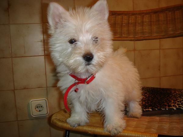 CACHORROS DE WEST HIGHLAND WHITE TERRIER 480