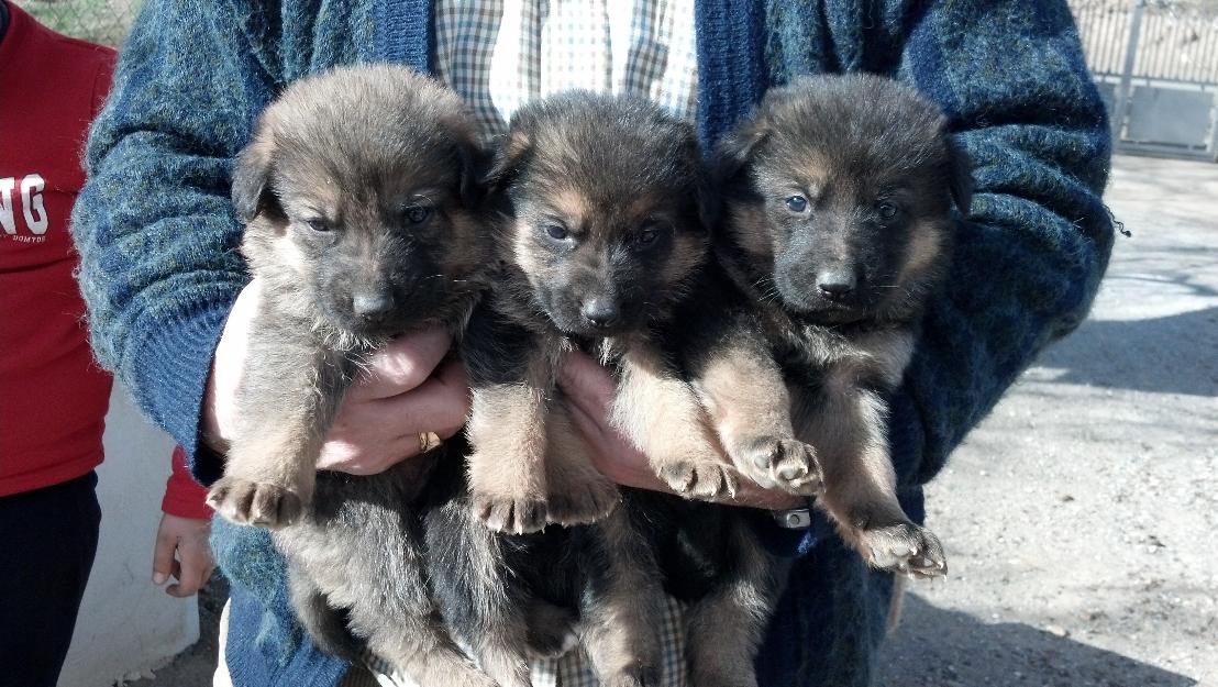 Cachorros Pastor Aleman