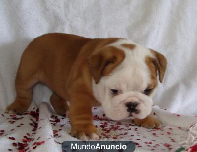 CAMADA BULLDOG INGLES