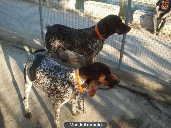 Camada Cachorros Bracos Alemanes