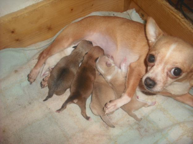 impresionantes chihuahuas