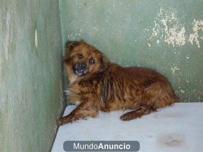 perrito pekinés adopción urgente