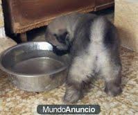 se venden preciosos cachorritos eurasier