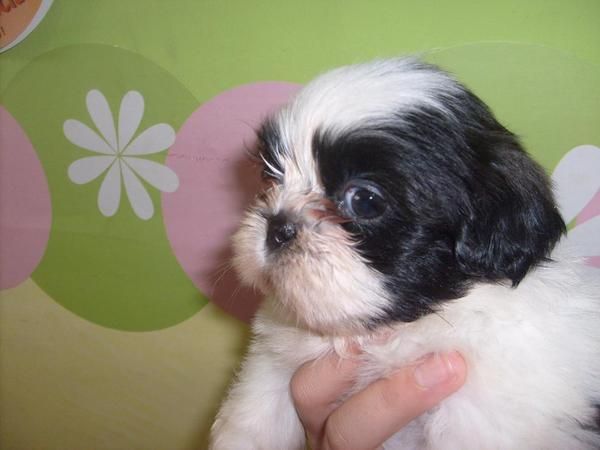 ultimo shih tzu