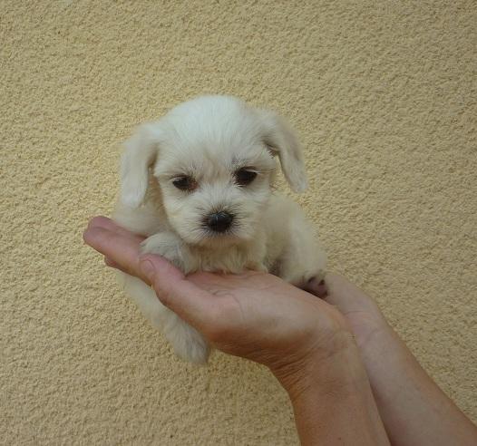 Cachorritos preciosos de Maltés