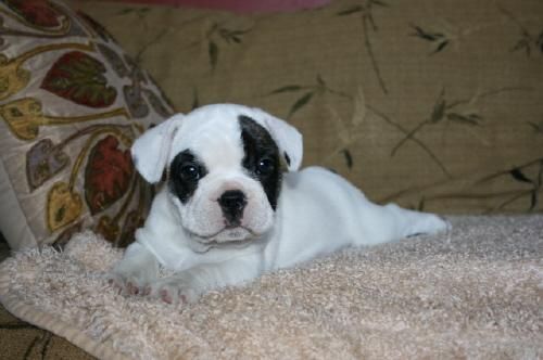 (BULLDOG FRANCES PAGO 100 EUROS)