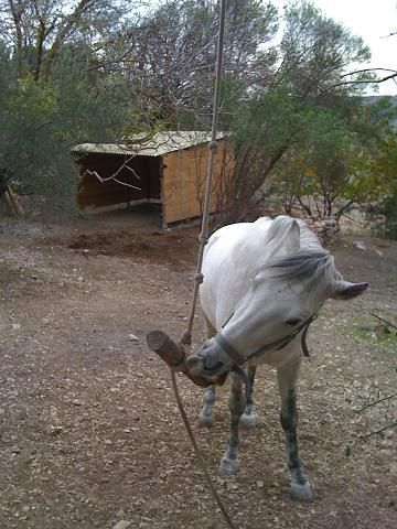 ALOJAMIENTO PARA CABALLOS EN LIBERTAD