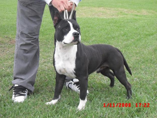 AMERICAN STAFFORDSHIRE TERRIER CACHORROS Y MONTAS