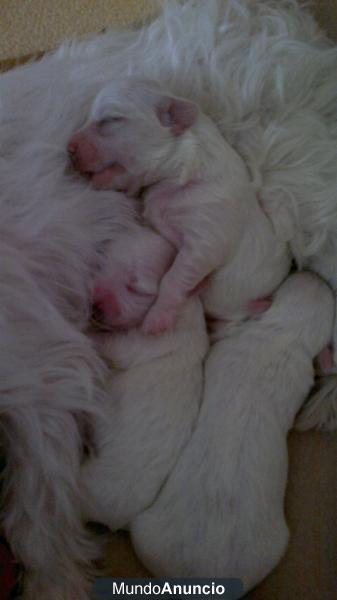 bichon maltes linea  americana macho