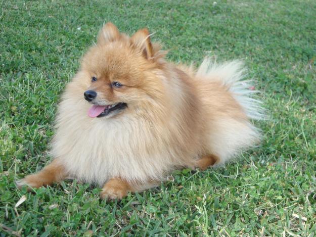 LULU POMERANIA MACHO BUSCA HEMBRA PARA MONTA EN HUELVA O ALREDEDORES.