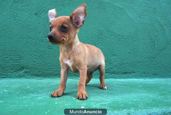 Preciosos pincher miniatura,yorkshire y chihuahua con pedigree