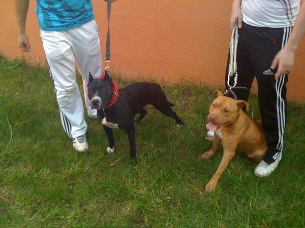 proxima camada pitbull