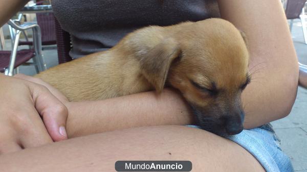 se vende cachorro de 2 meses en mataro