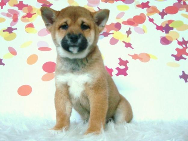 Shiba Inu excelente calidad machos y hembras