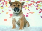 Shiba Inu excelente calidad machos y hembras - mejor precio | unprecio.es