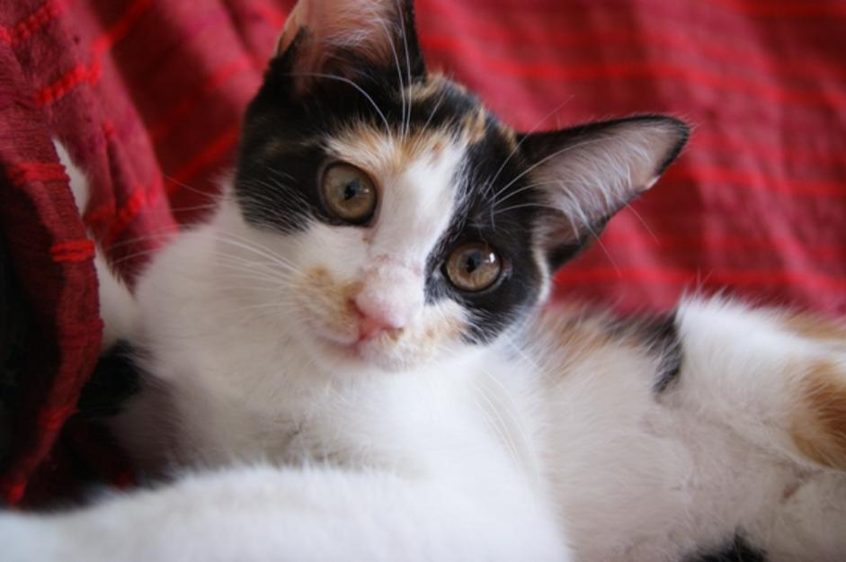 Rosalía, una gatita linda tricolor en adopción