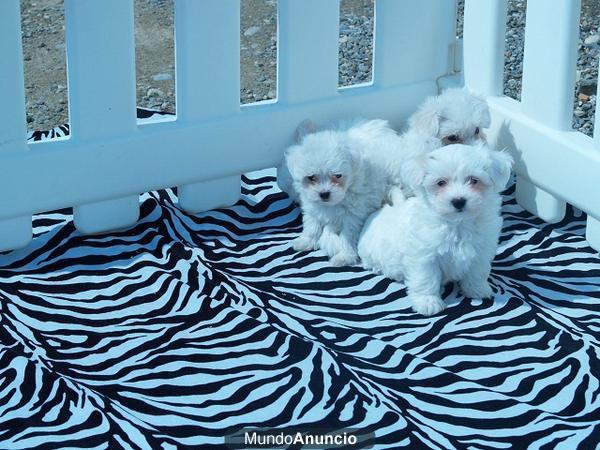 bichon maltes, estupendos cachorros