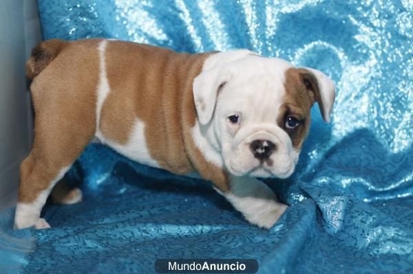 BULLDOG INGLES, perros, cachorros, criadero, venta.  GARANTIA AQUANATURA